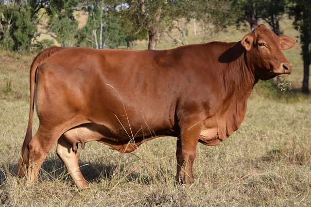 Bryvonlea Susanne